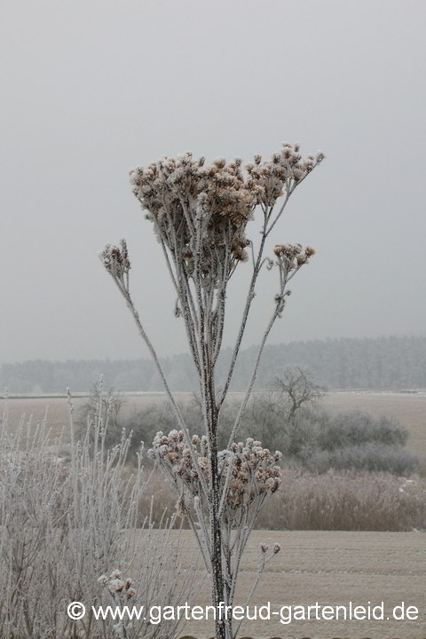 Vernonia arkansana (Arkansas-Scheinaster, Vernonie) – Verblühte Blütenstände mit Raureif