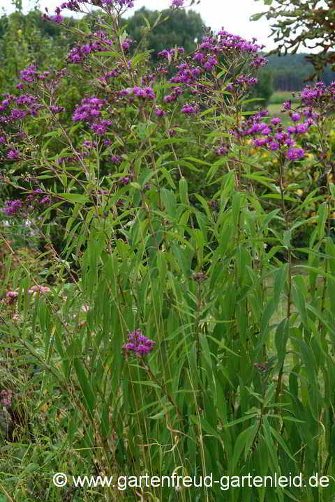 Vernonia arkansana – Arkansas-Scheinaster, Vernonie