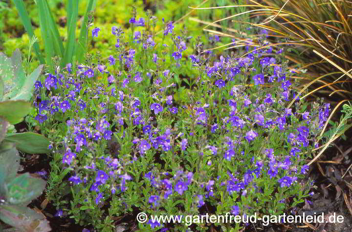 Veronica fruticans – Felsen-Ehrenpreis