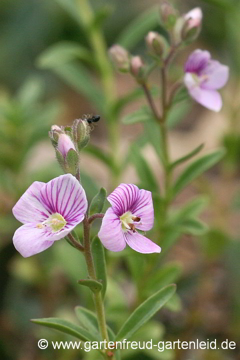 Veronica fruticulosa – Halbstrauchiger Ehrenpreis