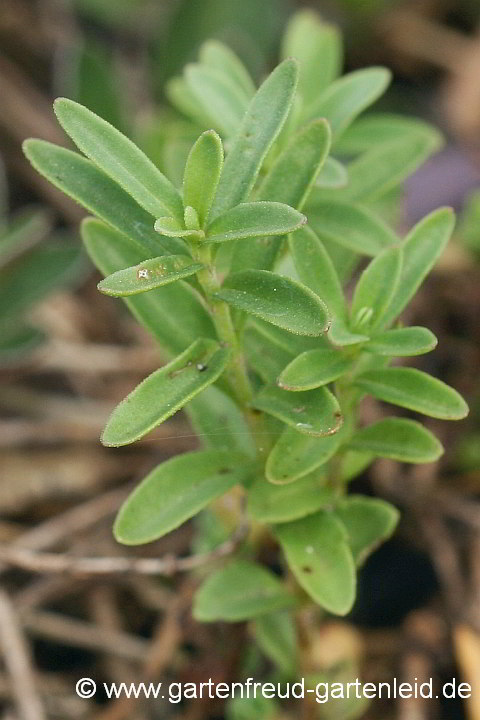 Veronica fruticulosa – Halbstrauchiger Ehrenpreis, Laub