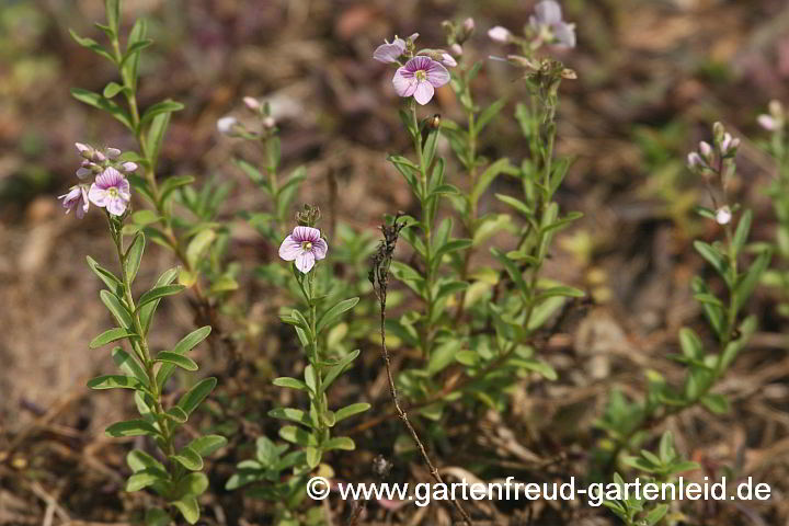 Veronica fruticulosa – Halbstrauchiger Ehrenpreis