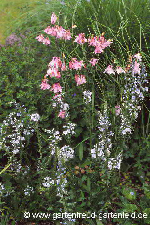 Veronica gentianoides mit Aquilegia vulgaris – Enzian-Ehrenpreis mit Akelei