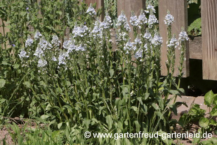 Veronica gentianoides – Enzian-Ehrenpreis