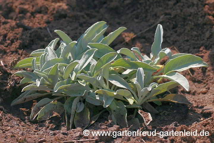 Veronica incana 'Silberteppich' – Silberblatt-Ehrenpreis