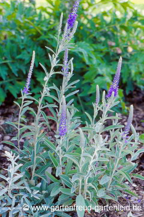 Veronica incana – Grauer Ehrenpreis