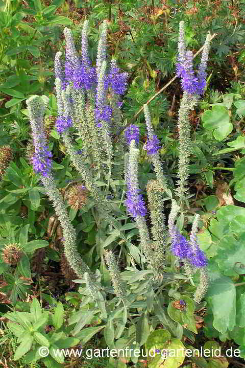 Veronica incana – Graulaubiger Ähriger Ehrenpreis