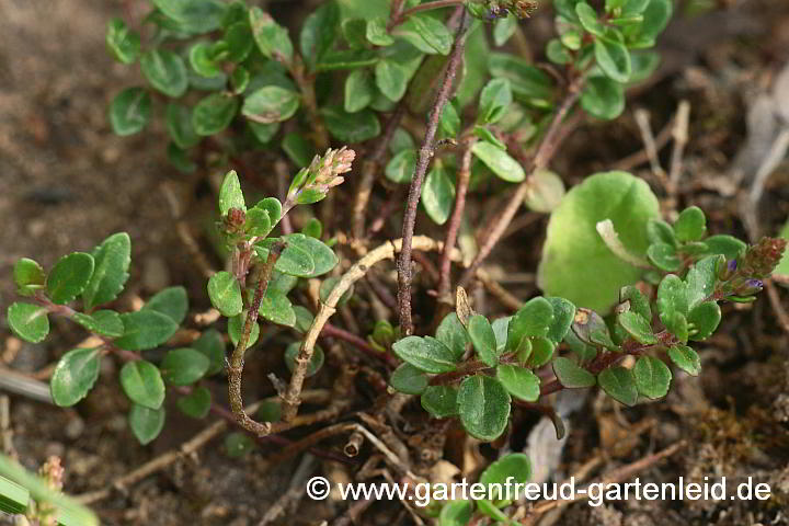 Veronica liwanensis – Zwerg-Polster-Ehrenpreis, Blatt