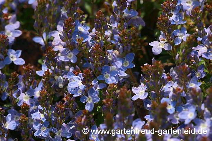 Veronica liwanensis – Zwerg-Polster-Ehrenpreis