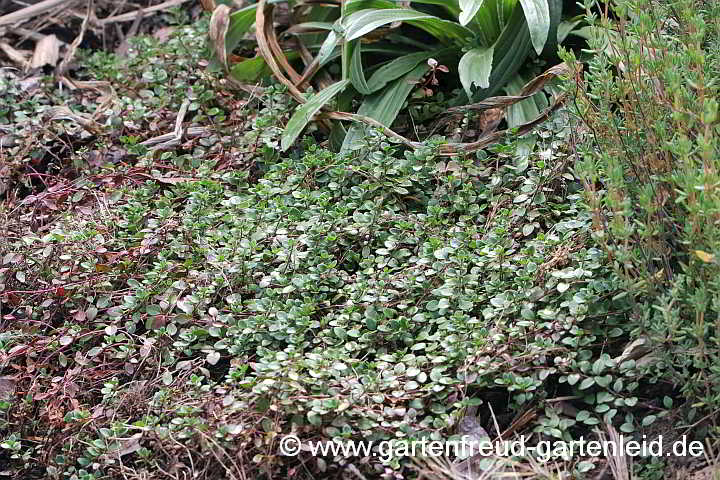 Veronica liwanensis – Zwerg-Polster-Ehrenpreis, Laub