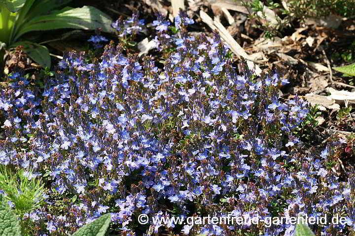 Veronica liwanensis – Zwerg-Polster-Ehrenpreis, Kissen-Veronika