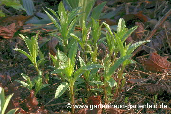 Veronica longifolia – Langblättriger Ehrenpreis, Austrieb