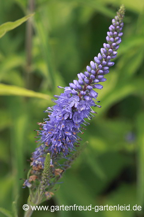 Veronica longifolia – Langblättriger Ehrenpreis