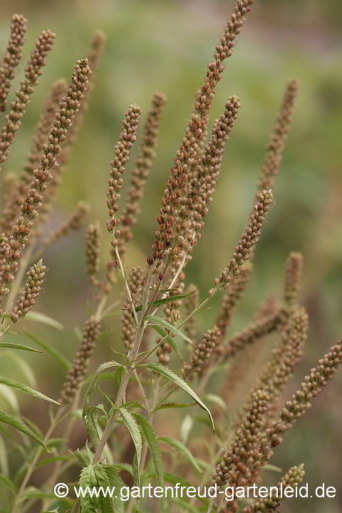 Veronica longifolia – Langblättriger Ehrenpreis, Samenstand