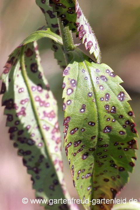 Veronica longifolia – Langblättriger Ehrenpreis mit Septoria