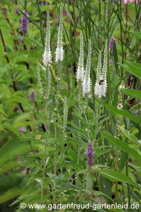 Veronica longifolia &ndash; Langbl&auml;ttriger Ehrenpreis, wei&szlig;er Klon