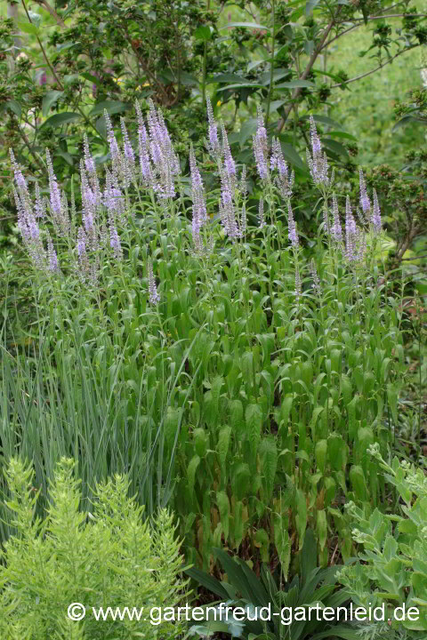 Veronica longifolia – Langblättriger Ehrenpreis