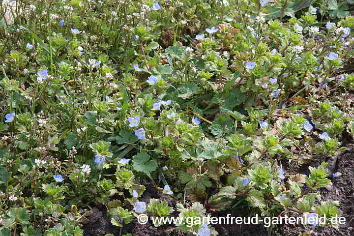 Veronica persica – Persischer Ehrenpreis