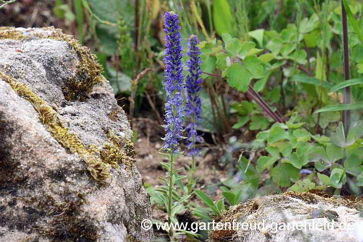 Veronica porphyriana – Sibirischer Ehrenpreis