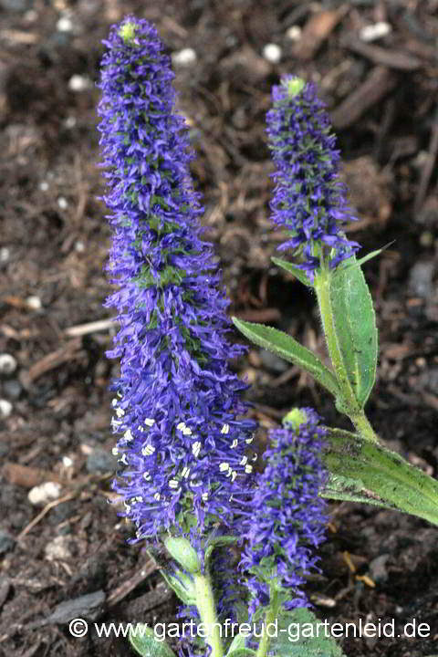 Veronica porphyriana – Sibirischer Ehrenpreis