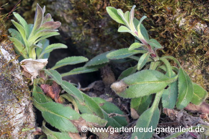 Veronica porphyriana – Sibirischer Ehrenpreis bildet Blütenstände