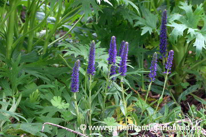 Veronica porphyriana – Sibirischer Ehrenpreis