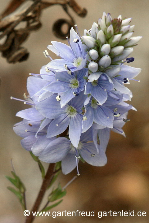 Veronica prostrata – Liegender Ehrenpreis, Niederliegender Ehrenpreis, Blütenstand