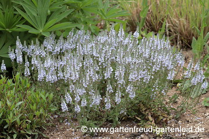 Veronica prostrata – Liegender Ehrenpreis, Niederliegender Ehrenpreis