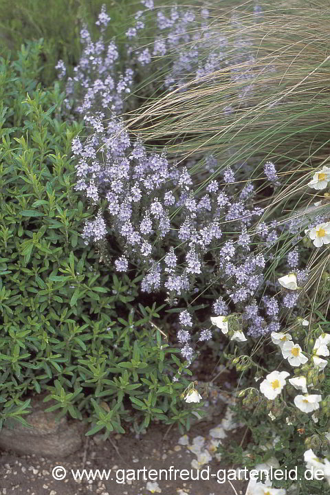 Veronica prostrata – Liegender Ehrenpreis, Niederliegender Ehrenpreis