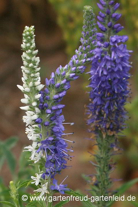 Veronica spicata – Ähren-Ehrenpreis, Blütenzwilling