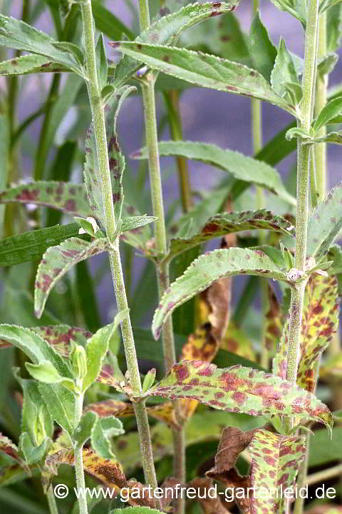 Veronica spicata – Ähriger Ehrenpreis mit Septoria