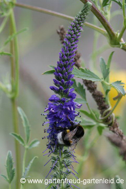 Veronica spicata – Ähriger Ehrenpreis