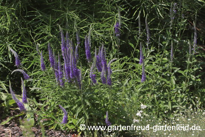 Veronica spicata – Ähriger Ehrenpreis