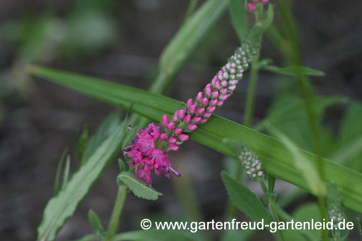 Veronica spicata – Heide-Ehrenpreis