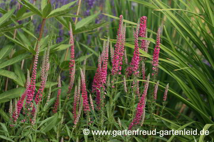 Veronica spicata – Heide-Ehrenpreis