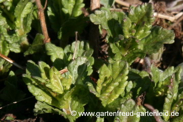 Veronica teucrium – Großer Ehrenpreis, Austrieb