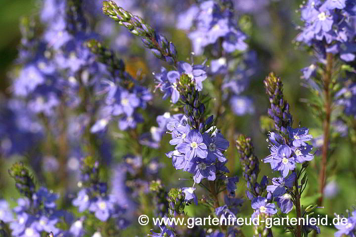 Veronica teucrium – Großer Ehrenpreis