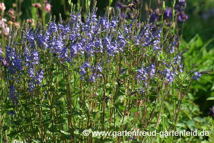 Veronica teucrium – Großer Ehrenpreis