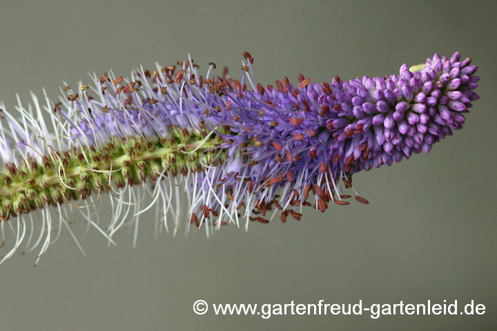 Veronicastrum 'Fascination' – Arzneiehrenpreis, Blüten