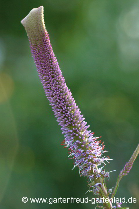 Veronicastrum 'Fascination' (Arzneiehrenpreis) – Verbänderung