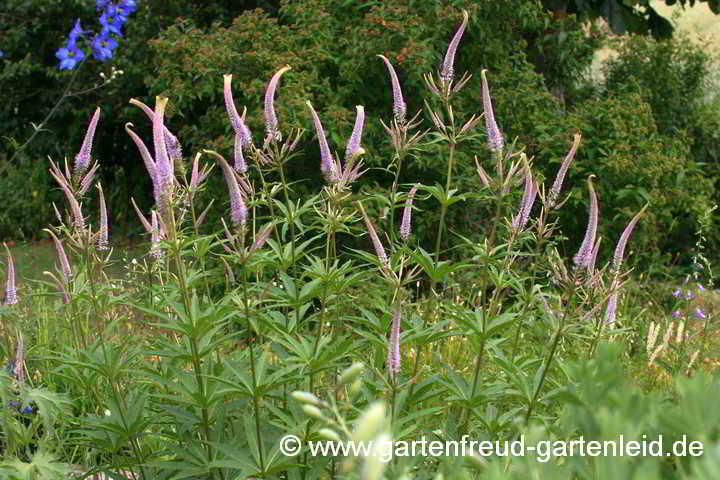 Veronicastrum 'Fascination' – Arzneiehrenpreis 'Fascination'