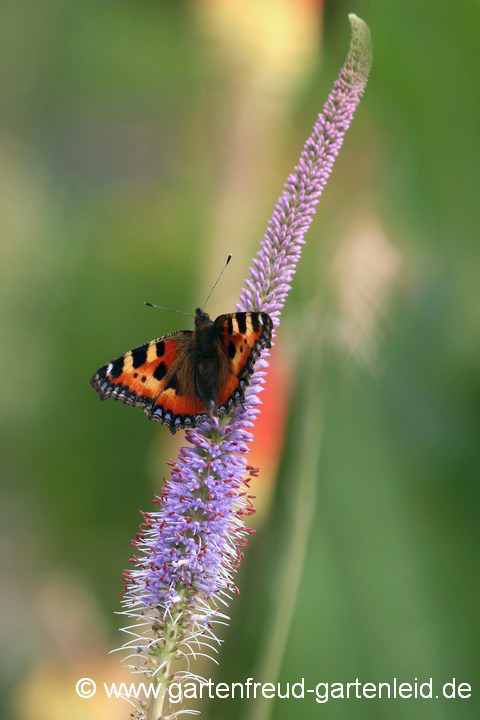 Veronicastrum (Arzneiehrenpreis, Kandelaberehrenpreis) und Kleiner Fuchs (Aglais urticae)