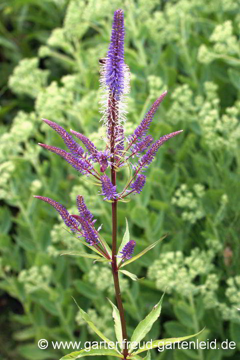 Veronicastrum – Arzneiehrenpreis, Sämling