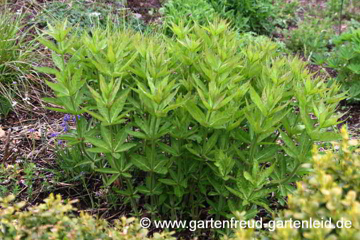 Veronicastrum sibiricum – Kandelaberehrenpreis, Austrieb