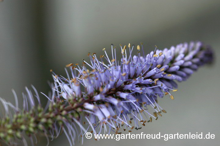 Veronicastrum sibiricum – Kandelaberehrenpreis, Blütenstand