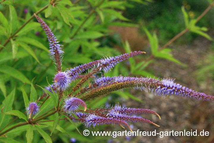 Veronicastrum sibiricum – Kandelaberehrenpreis, Blütenstand