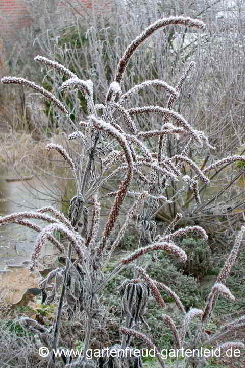 Veronicastrum sibiricum – Kandelaberehrenpreis mit Raureif