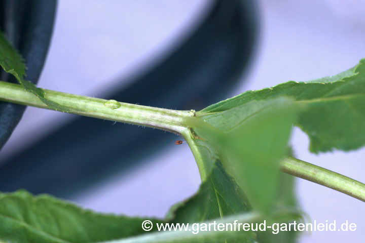 Veronicastrum sibiricum – Kandelaberehrenpreis, Stängel