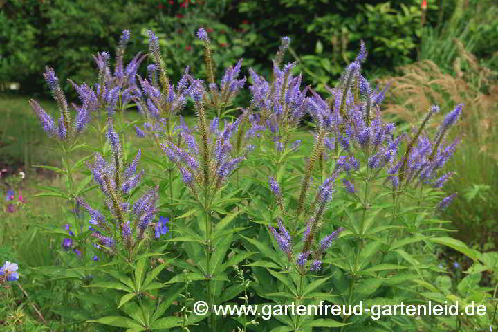 Veronicastrum sibiricum – Kandelaberehrenpreis