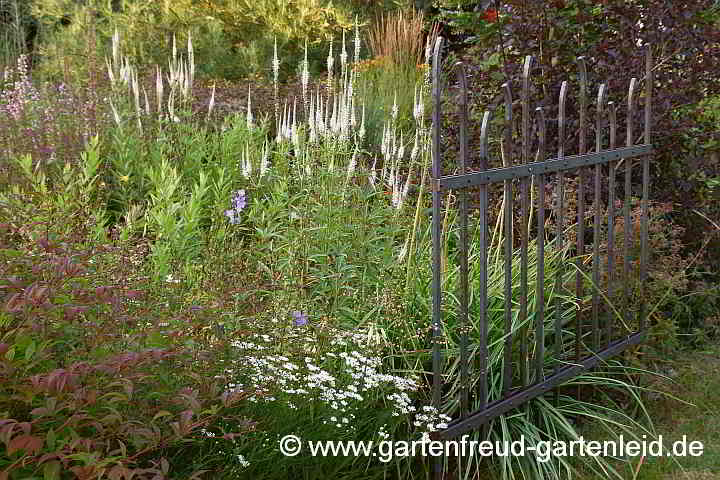 Veronicastrum virginicum – Virginischer Arzneiehrenpreis im Beet